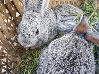 《刺客信条：影》与《黎明杀机》联动更新 5月27日上线